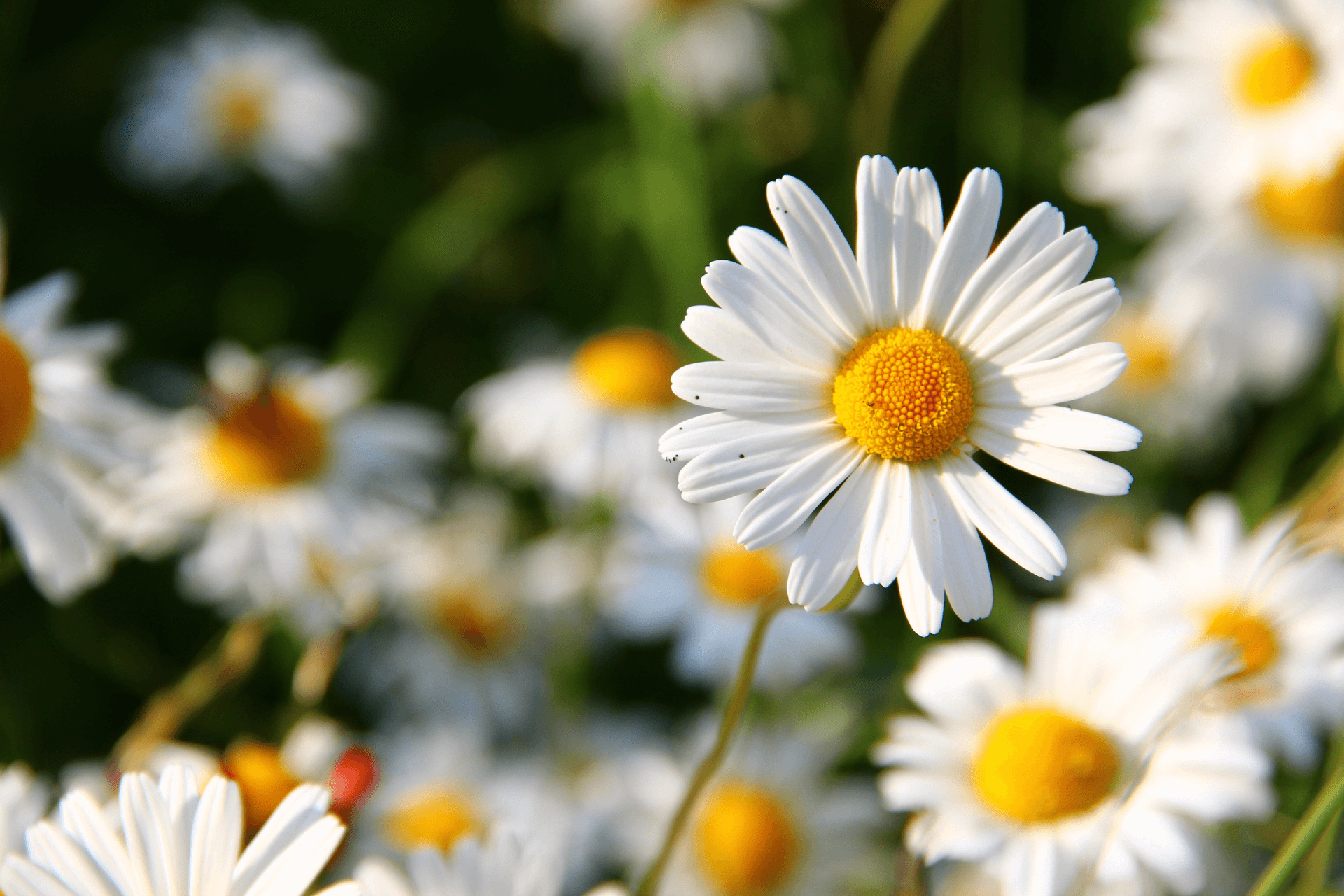 Daisy Corporate Services selects Cirrus as its public cloud contact centre solution