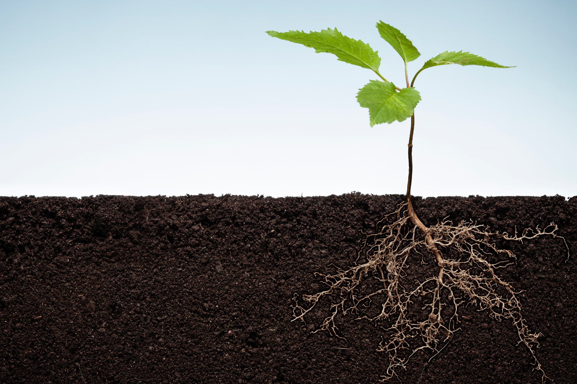 Get to the Root: Understanding Customer Pain Points